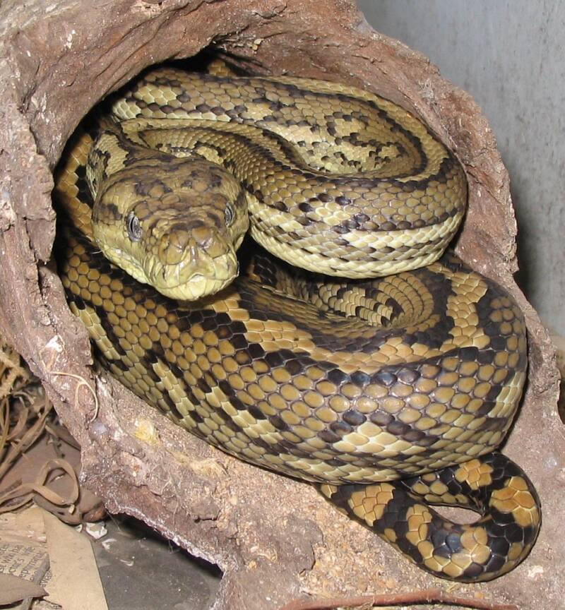 Australian Carpet Python