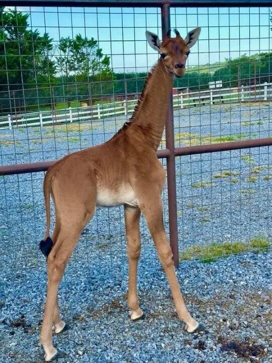 Baby Giraffe Standing Alone