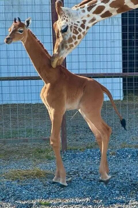 Baby Giraffe With Mother