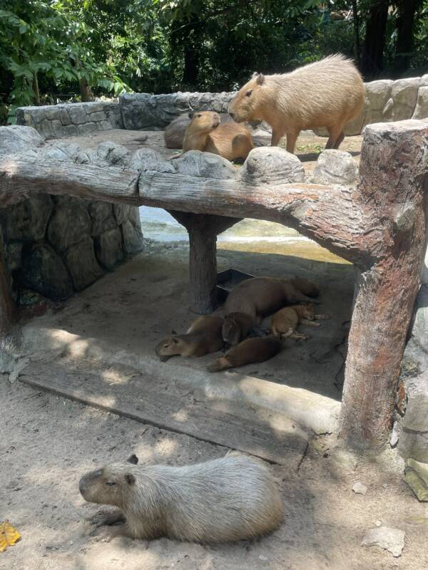 Capybara And Oyen