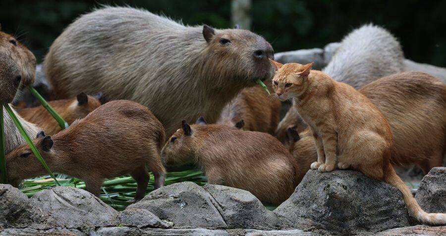 Oyen the Orange Cat Is Officially Part of This Malaysian Capybara Herd