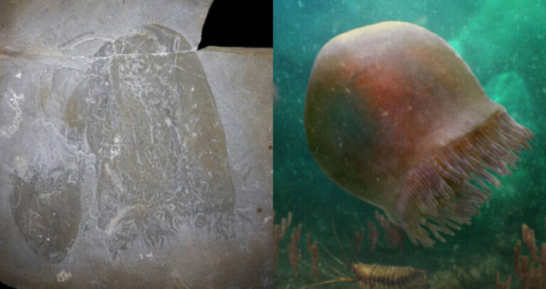 Fossilized Jellyfish And Recreation