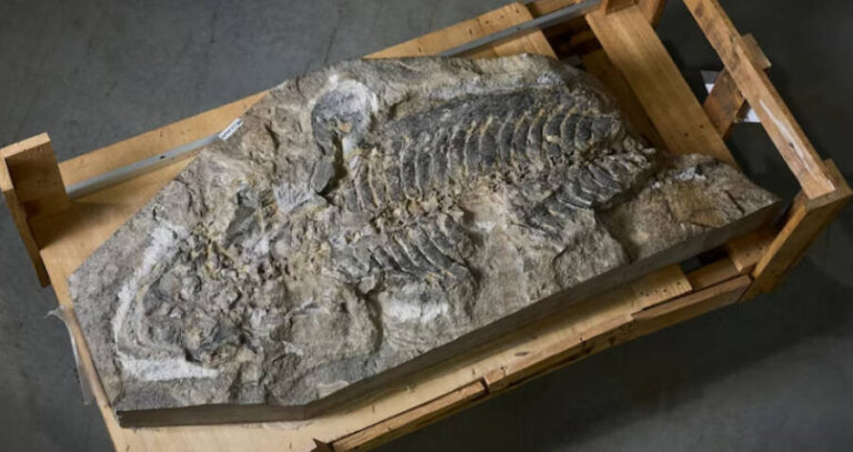 Fossilized Salamander