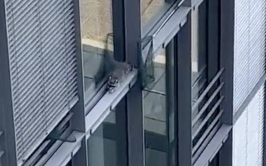 German Raccoon On A Window Ledge
