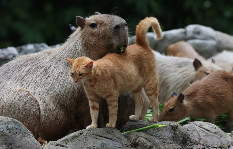 Oyen And Capybara