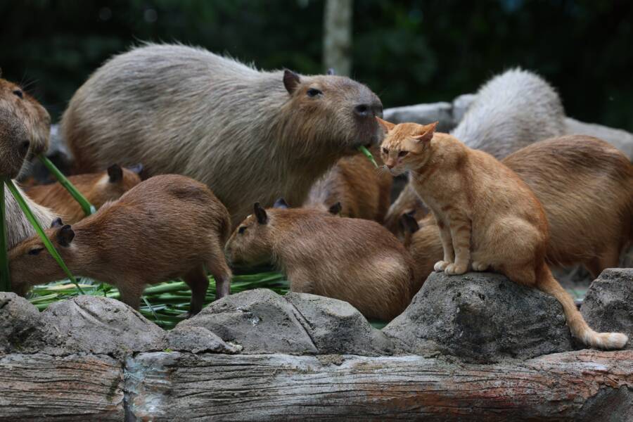 Oyen Living With Capybara
