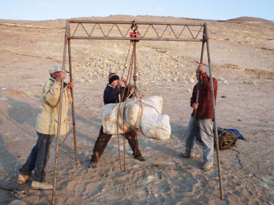 Paleontologists Recovering Perucetus Bones