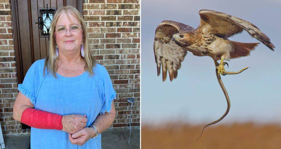 Texas Woman Attacked By A Snake And A Hawk At The Same Time