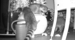 Raccoons On The Pot