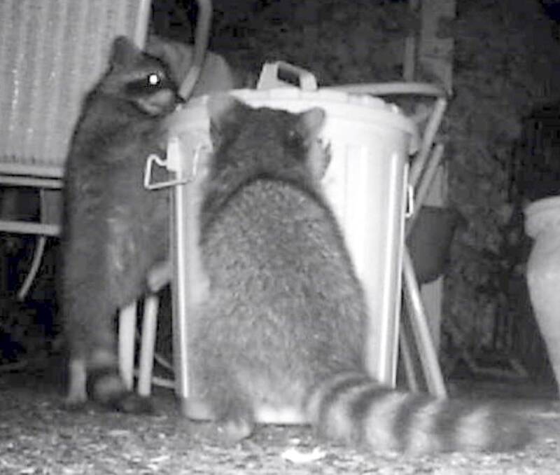 Raccoons With Garbage