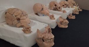Skulls On Display