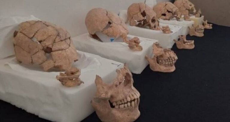 Skulls On Display