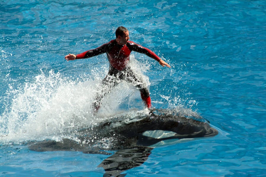 Trainer Riding An Orca