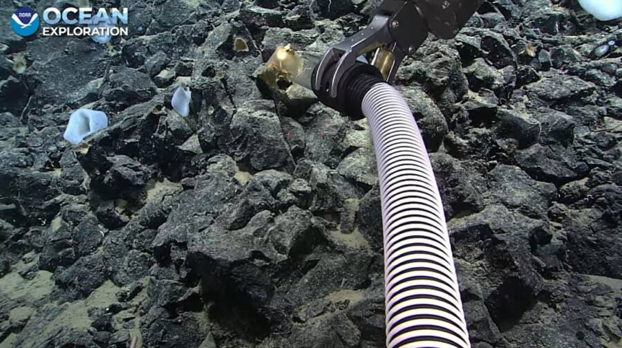 Researchers Baffled By 'Golden Egg' Found In Gulf Of Alaska