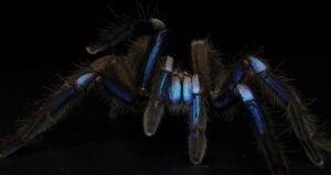 Electric Blue Tarantula