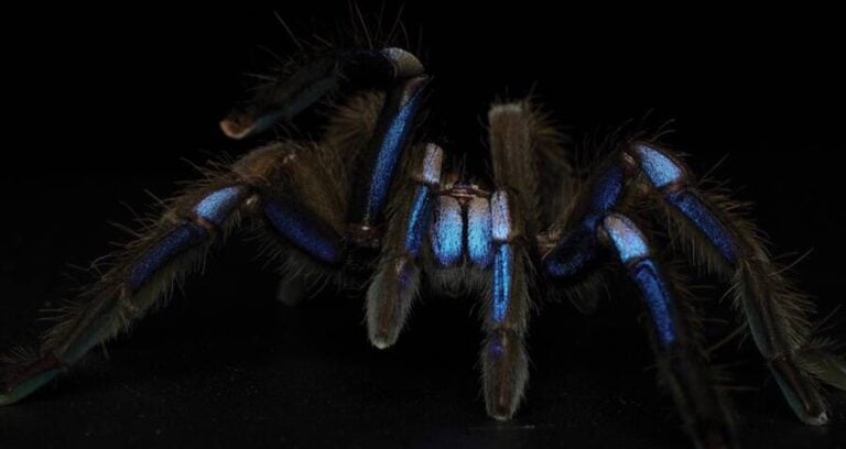 Electric Blue Tarantula