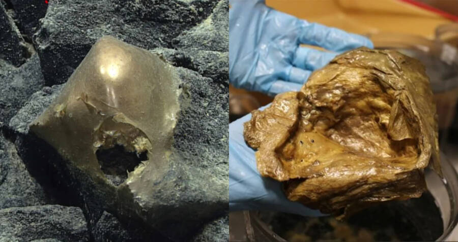 Researchers Baffled By 'Golden Egg' Found In Gulf Of Alaska