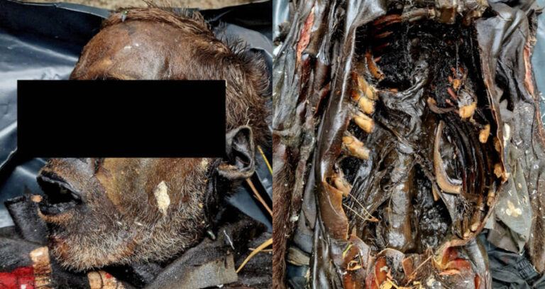 Mummified Man Head And Ribs
