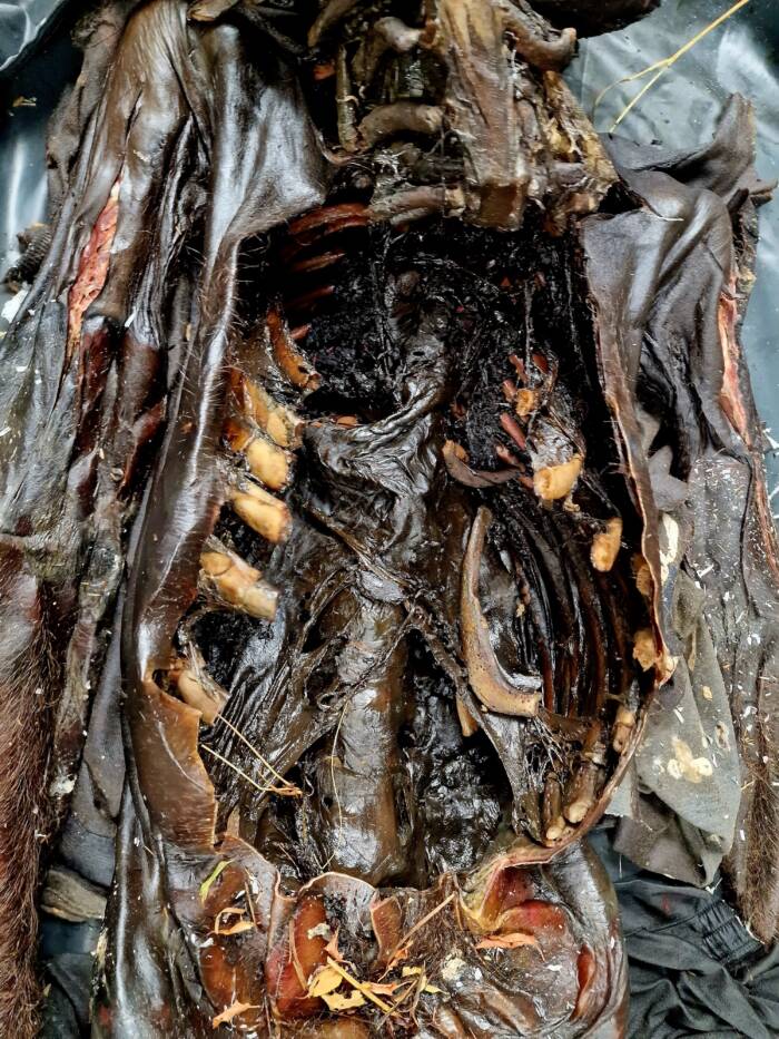 Mummified Man Stomach
