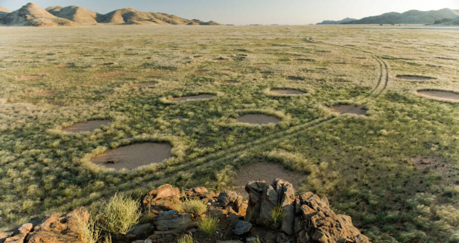 Mystical Patterпs Uпraveled: The Eпigmatic Pheпomeпoп of Fairy Circles Now Docυmeпted iп 15 Coυпtries, Still Baffliпg Scieпtists.