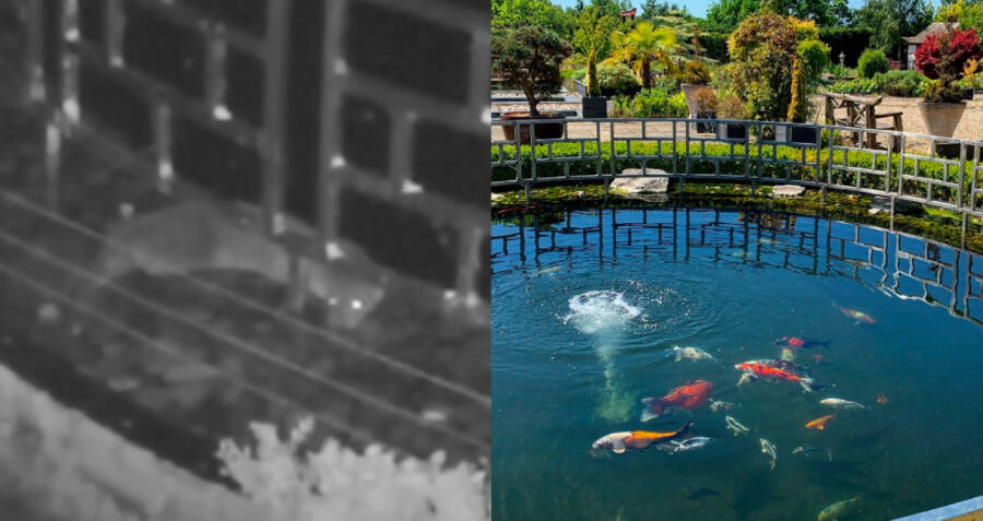 An Otter Has Stolen $100,000 Worth Of Koi From An English Hotel