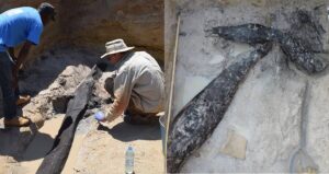 Wood Structure Discovery