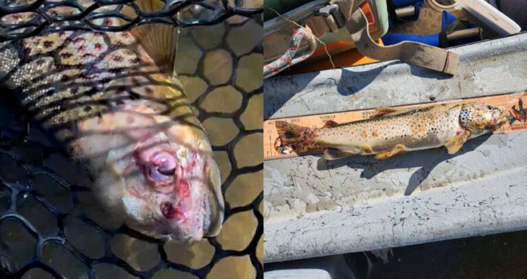 Zombie Fish And Lesions