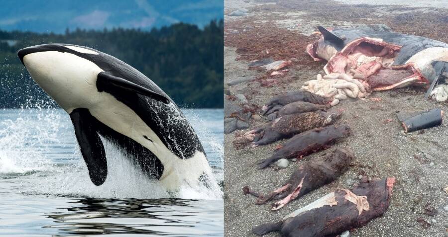 Orca Found Dead After Swallowing Seven Sea Otters Whole