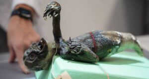 Fiji Mermaid From Japan