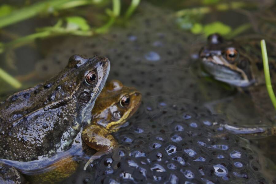 Frogs Faking Death