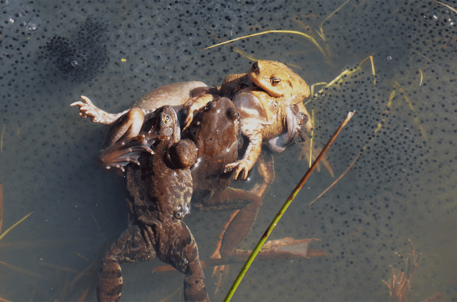 Frog Mating Ball