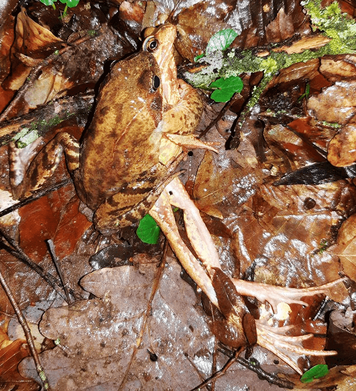 Frog Playing Dead