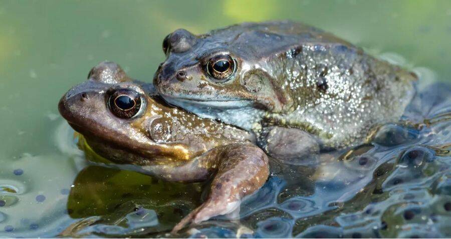 Some Female Frogs May Fake Their Own Death To Avoid Sex