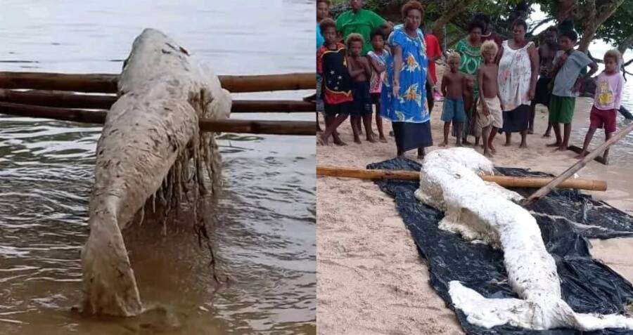 'Mermaid Globster' Washes Ashore In Papua New Guinea