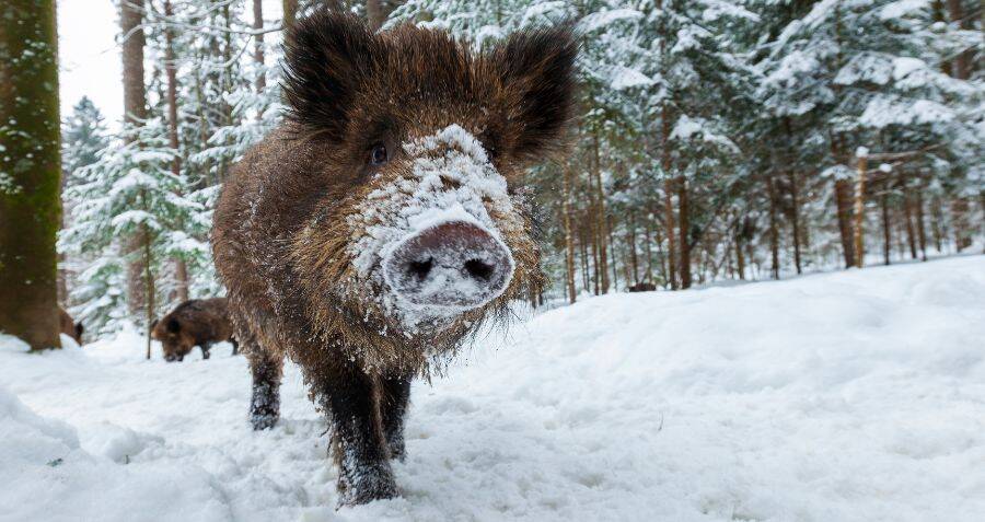 Intelligent Canadian 'Super Pigs' May Soon Spread To U.S.