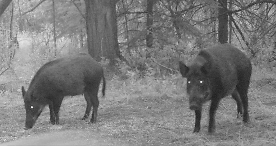 Intelligent Canadian 'Super Pigs' May Soon Spread To U.S.
