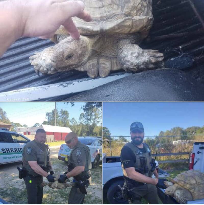 Police Find Missing Tortoise