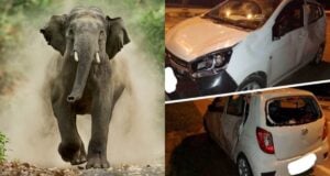 Featured Elephant And Damaged Car