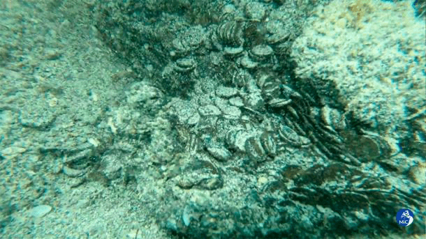 Roman Coins In Seabed
