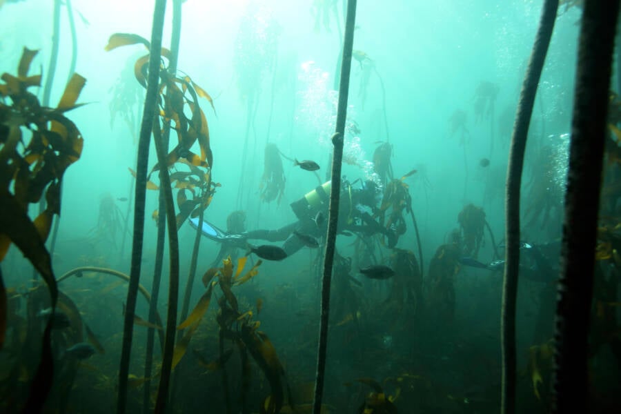 Scuba Diving Through A Kelp Forest