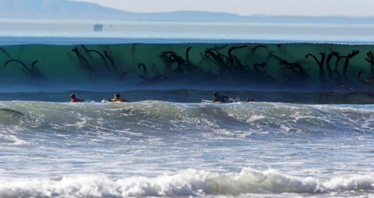 Seaweed In A Wave Featured