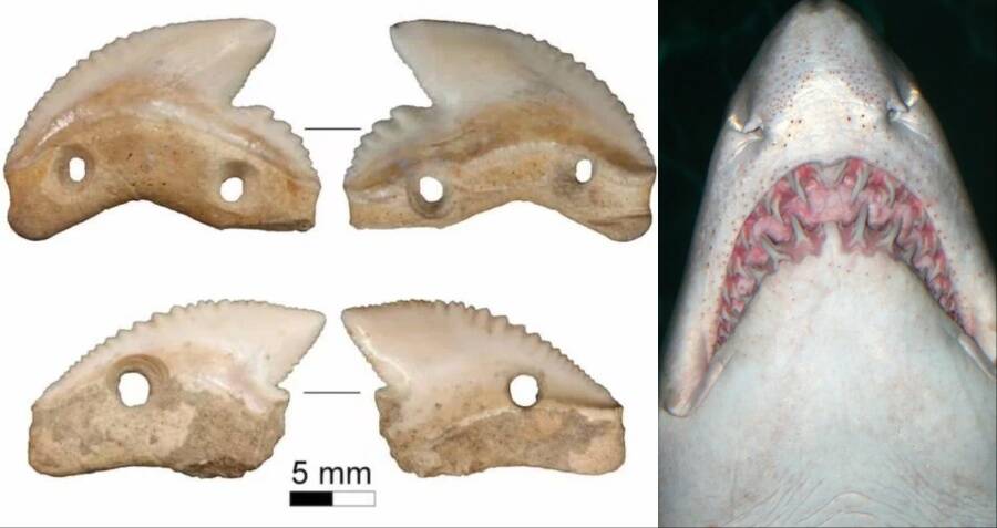 Bringing a Shark to a Knife Fight: 7,000-year-old Shark-tooth Knives  Discovered in Indonesia