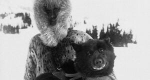 Balto The Husky Featured