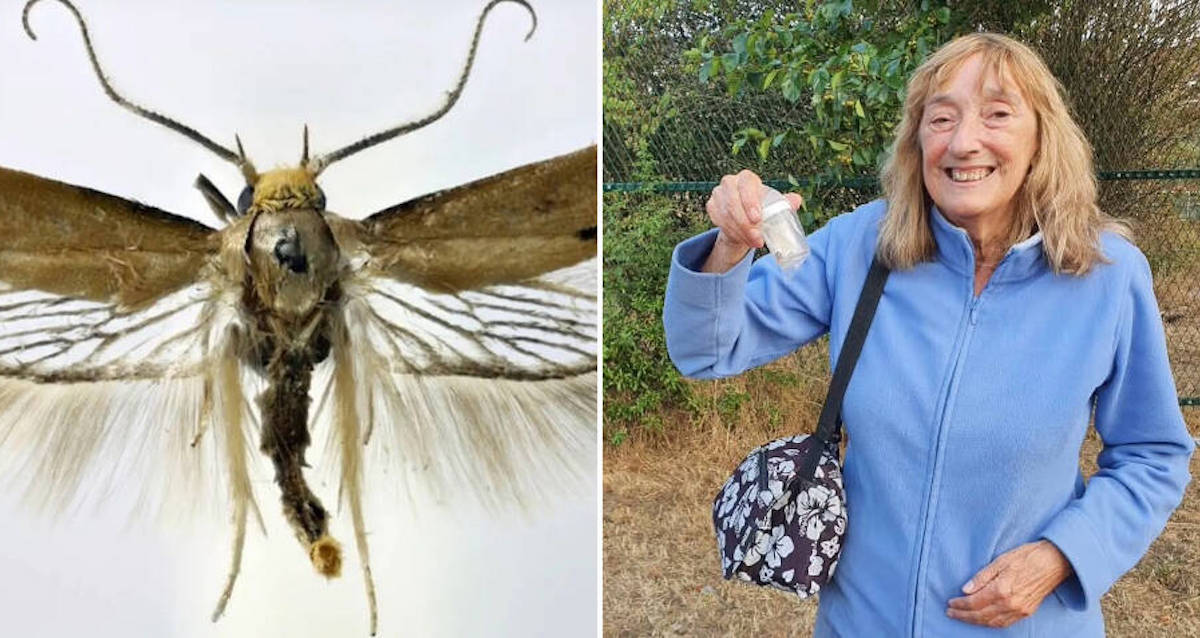 This Moth Enthusiast Just Discovered A Brand-New Species Of Moth In A London Park