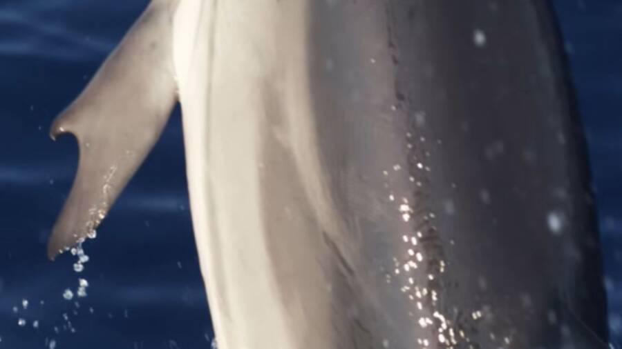 Dolphin With Thumbs