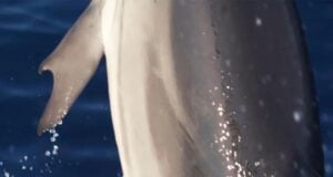 Dolphin With Thumbs Featured