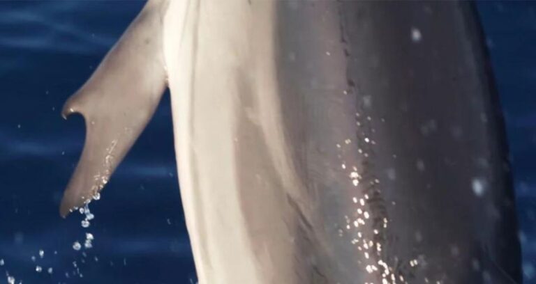 Dolphin With Thumbs Featured