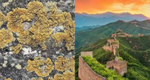 Featured Biocrusts On Great Wall