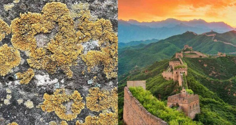 Featured Biocrusts On Great Wall