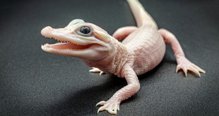 Featured Leucistic Gator